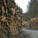 Harvested timber